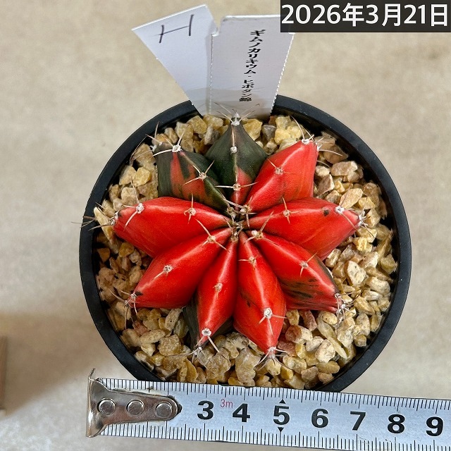 ギムノカリキウム ミハノビッチ(緋牡丹錦) 3.5号個体H(現品)｜芳樹園