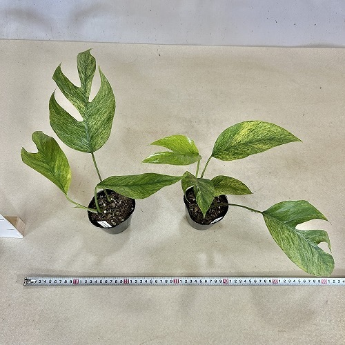 希少 エピプレナムピナツム ミント バリエガータ 楽天市場】おしゃれ 観葉植物：エピプレナム ピナツム