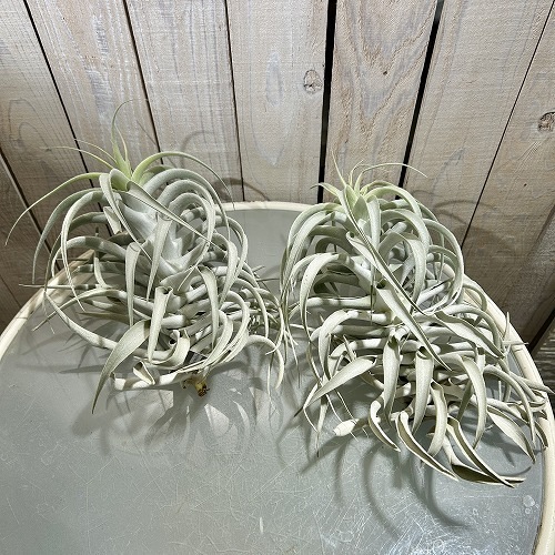 チランドシア カクティコラ ロングフォームシルバー M｜芳樹園