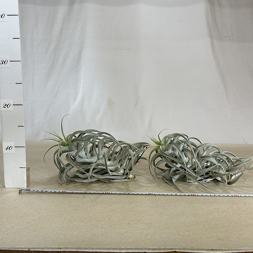 チランドシア カクティコラ ロングフォームシルバー M｜芳樹園