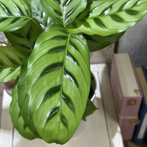 カラテア レオパルディナ 4号白ロング(個体おまかせ1鉢)｜芳樹園