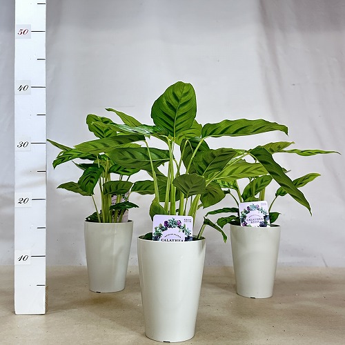 ラティ4匹＠ガラル同梱 Amazon.co.jp: Anker Soundcore Liberty 4（Bluetooth 5.3）【完全