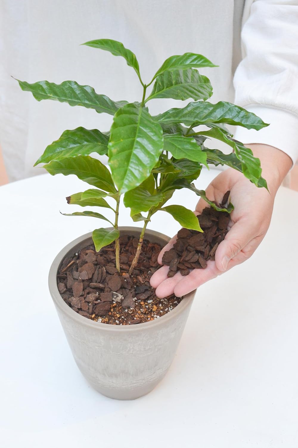 コンテナガードS 3L 花ごころ ｜芳樹園オンラインショップ