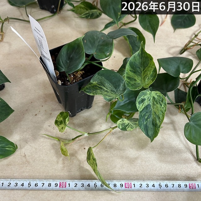 訳あり】フィロデンドロン ヘデラカム バリエガータ 3号スリット角鉢