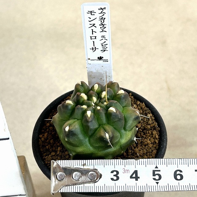 ギムノカリキウム ミハノビッチ モンストローサ 2.5号(現品)｜芳樹園