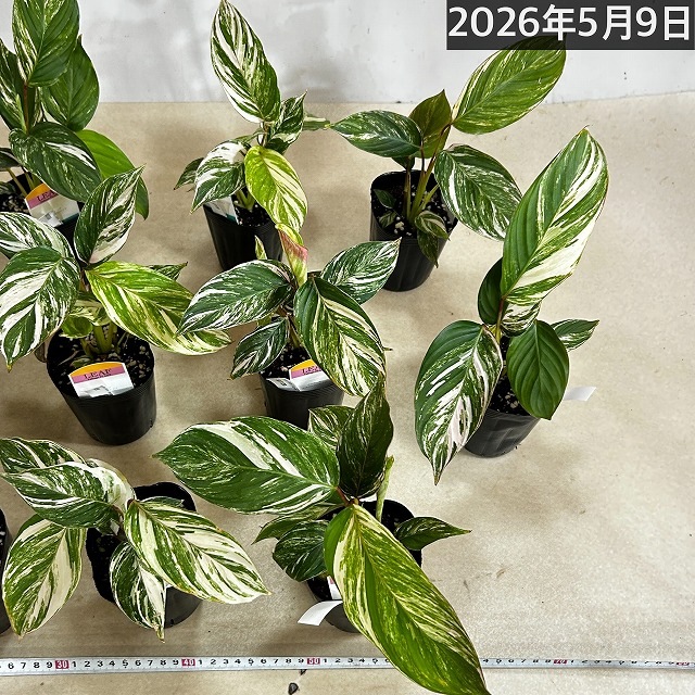 クテナンテ クラウドブロケイド 3号ロングポット(個体おまかせ1鉢
