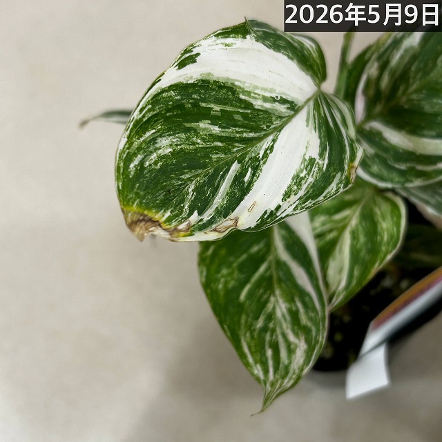 クテナンテ クラウドブロケイド 3号ロングポット(個体おまかせ1鉢