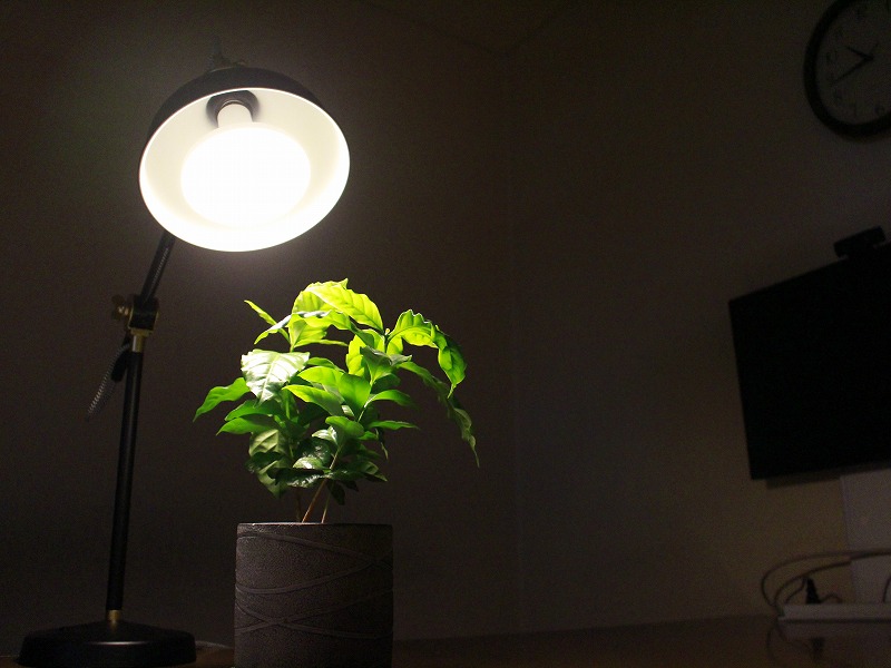 植物育成用LEDライト 暖色電球タイプ 9W(LPL09WB2K)｜芳樹園オンライン
