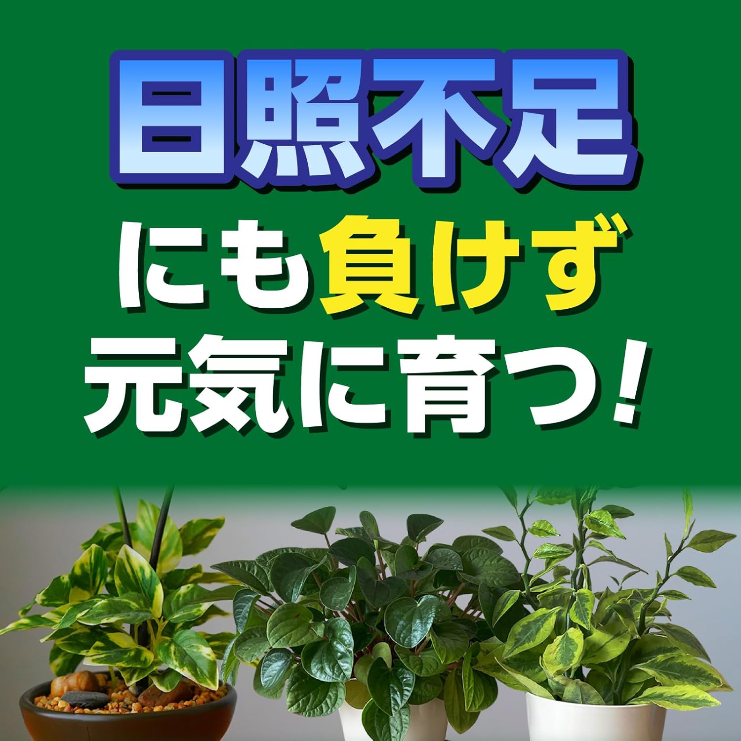 X-ENERGY(エックスエナジー) つめかえ用 1000ml(KINCHO園芸)｜芳樹園