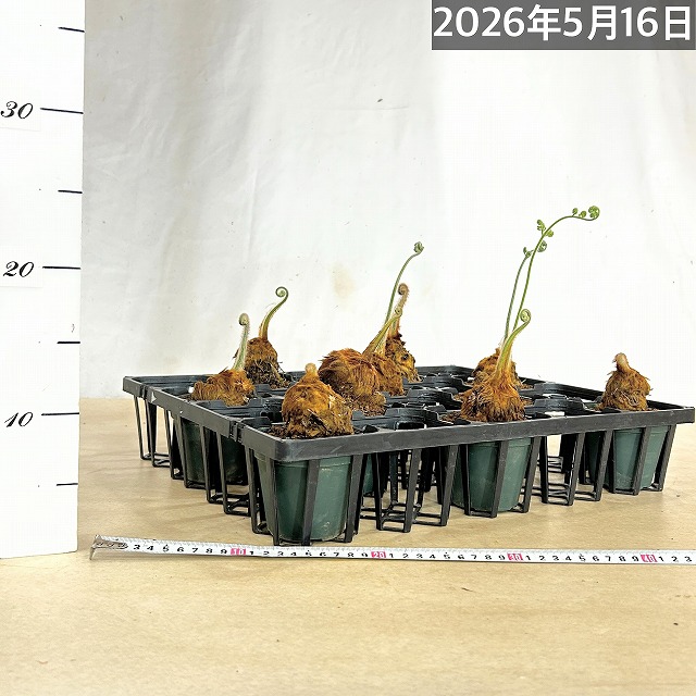 キンモウコウ(タカワラビ) 3号硬質ポット(個体おまかせ1鉢)｜芳樹園