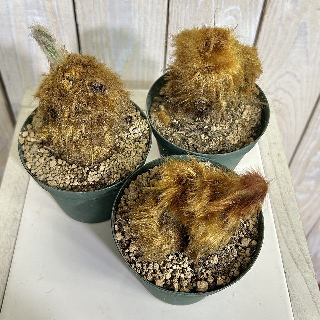 キンモウコウ(タカワラビ) 3号硬質ポット(個体おまかせ1鉢)｜芳樹園