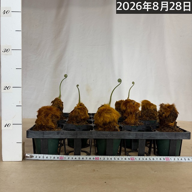 キンモウコウ(タカワラビ) 3号硬質ポット(個体おまかせ1鉢)｜芳樹園