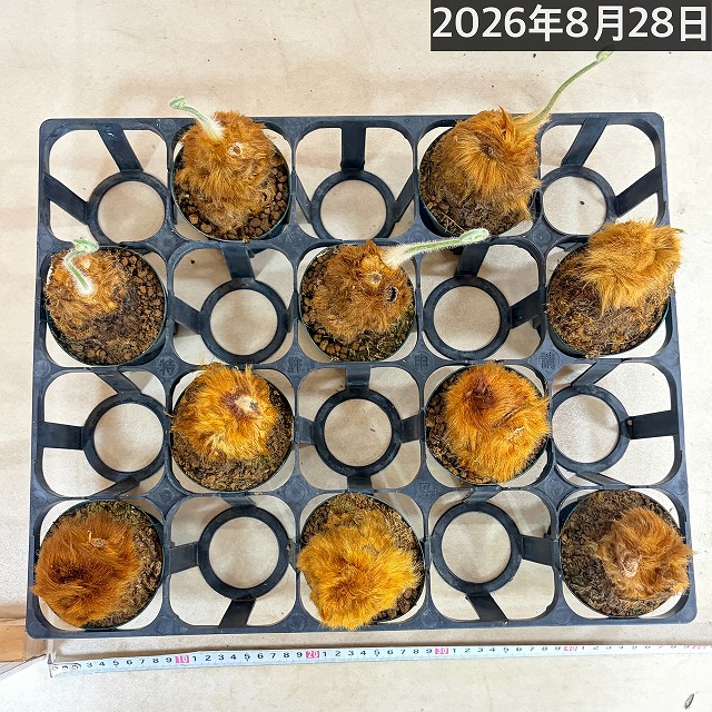 キンモウコウ(タカワラビ) 3号硬質ポット(個体おまかせ1鉢)｜芳樹園
