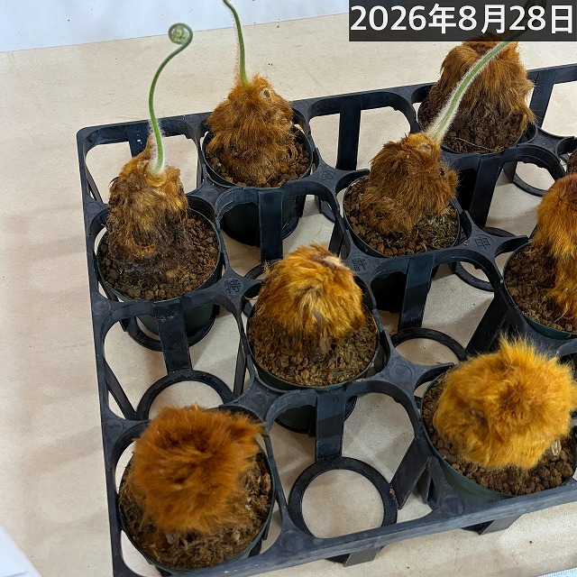 キンモウコウ(タカワラビ) 3号硬質ポット(個体おまかせ1鉢)｜芳樹園