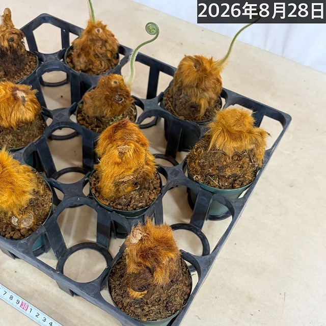 キンモウコウ(タカワラビ) 3号硬質ポット(個体おまかせ1鉢)｜芳樹園