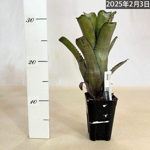 ビルベルギア(アナナス) ゲルダ Billbergia 'Gerda' 3号 ｜芳樹園