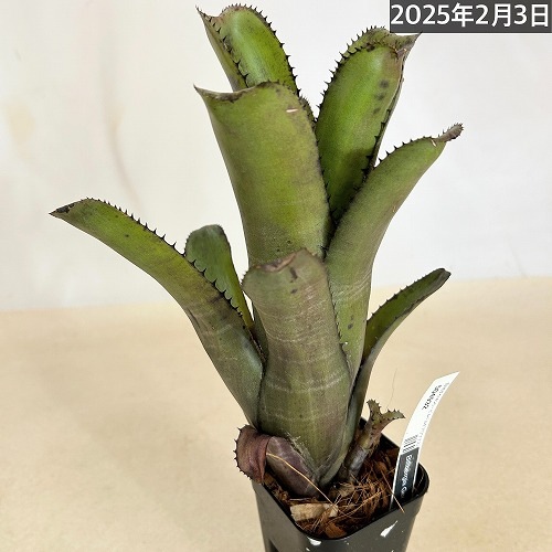ビルベルギア(アナナス) ゲルダ Billbergia 'Gerda' 3号 ｜芳樹園