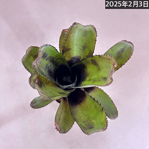 ビルベルギア(アナナス) ゲルダ Billbergia 'Gerda' 3号 ｜芳樹園