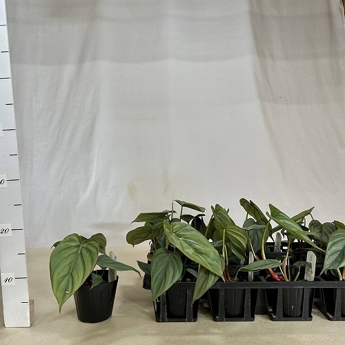 フィロデンドロン sp. クリスタルグリーン コロンビア 3.5号ポット