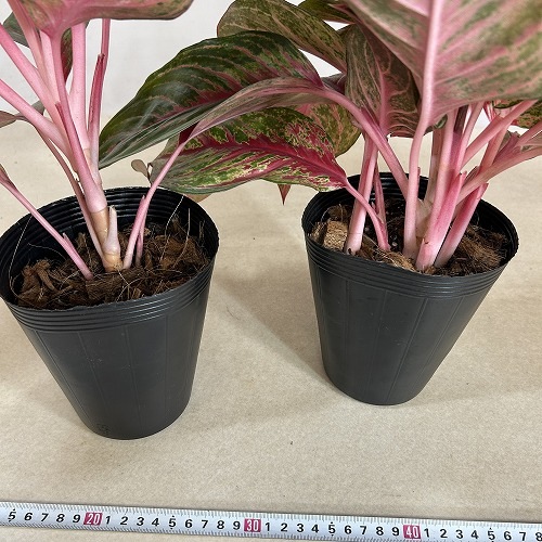 アグラオネマ SOMPRATHANA 4.5号ポット(個体おまかせ1鉢)｜芳樹園