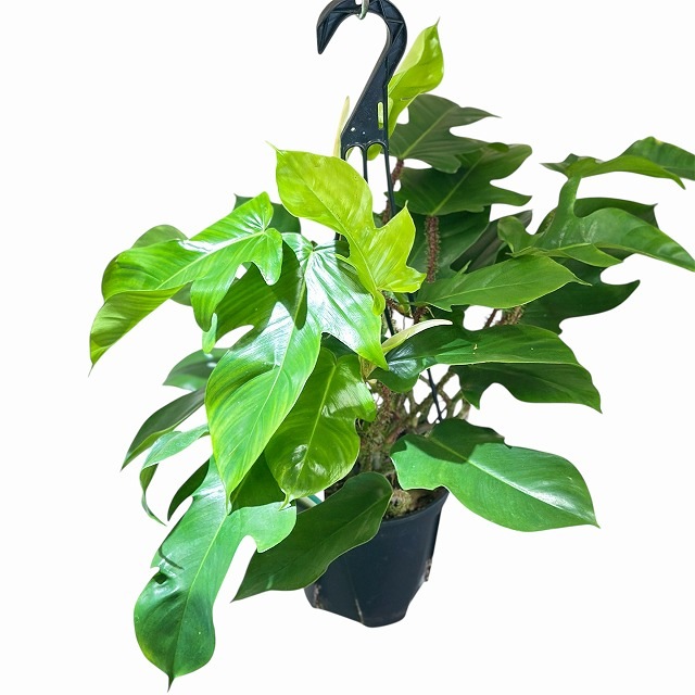 フィロデンドロン スクアミフェルム 5号吊り鉢(個体おまかせ1鉢