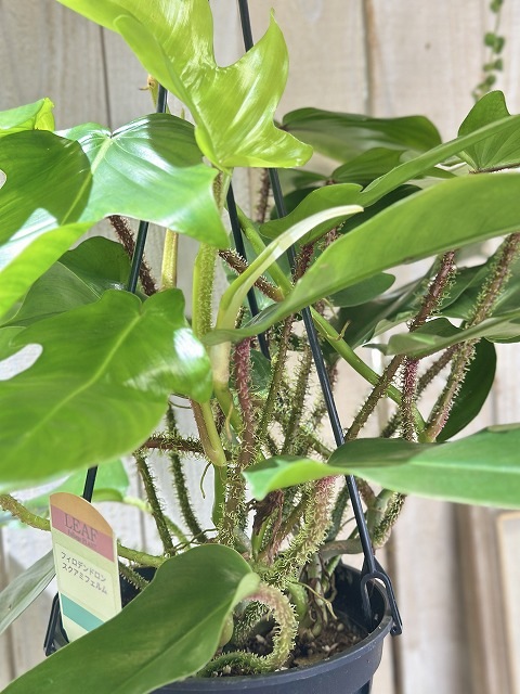 フィロデンドロン スクアミフェルム 5号吊り鉢(個体おまかせ1鉢