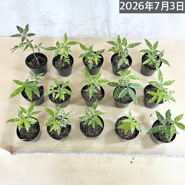 葉傷みあり】斑入りパキラ ミルキーウェイ 3.5号硬質ポット(個体