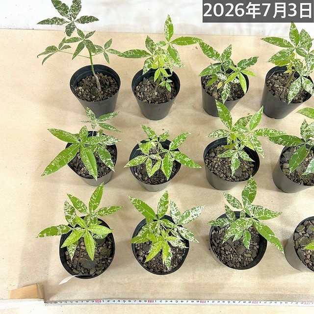 葉傷みあり】斑入りパキラ ミルキーウェイ 3.5号硬質ポット(個体
