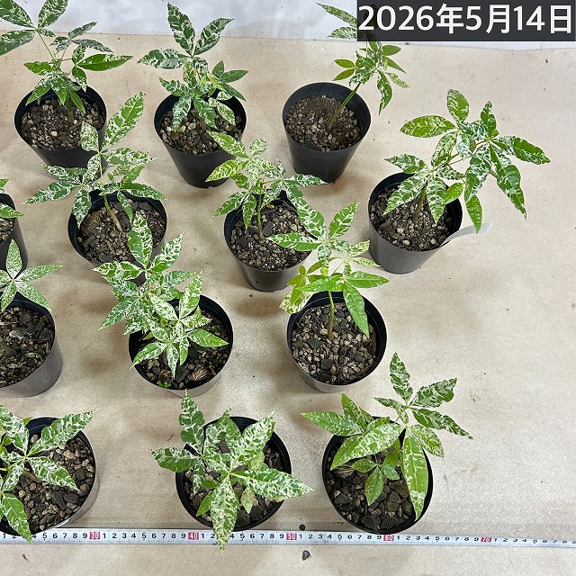 葉傷みあり】斑入りパキラ ミルキーウェイ 3.5号硬質ポット(個体