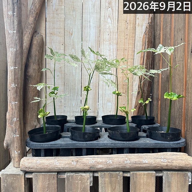 葉傷みあり】斑入りパキラ ミルキーウェイ 3.5号硬質ポット(個体