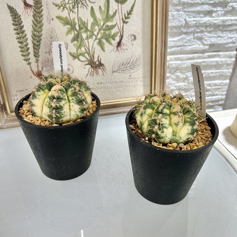 ギムノカリキウム パラグアイエンセ 斑入り(海王丸錦) 4号(個体