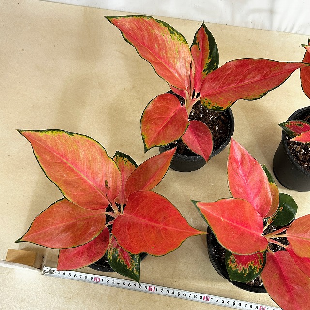 アグラオネマ ウェルシー 5号鉢(個体おまかせ1鉢)｜芳樹園オンライン