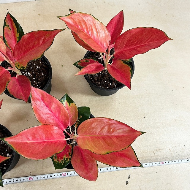 アグラオネマ ウェルシー 5号鉢(個体おまかせ1鉢)｜芳樹園オンライン