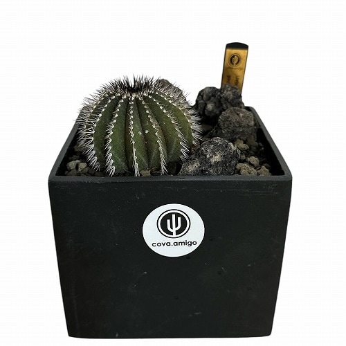 ユーベルマニア ペクチニフェラ ハビタットスタイル 5号｜芳樹園