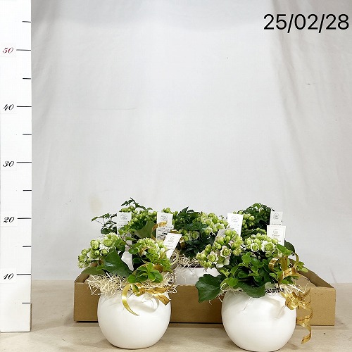 カランコエ モアフラワーズ パリ(変わり咲き)＋寄せ植え 5号陶器(受皿