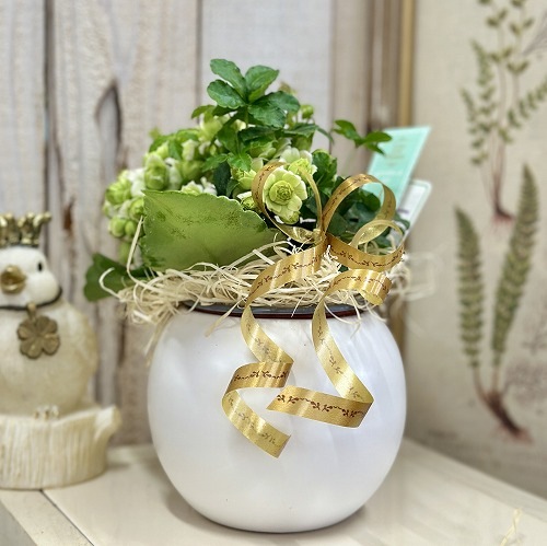 カランコエ モアフラワーズ パリ(変わり咲き)＋寄せ植え 5号陶器(受皿