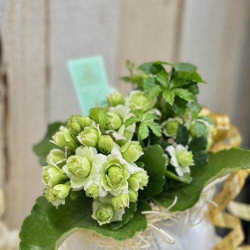カランコエ モアフラワーズ パリ(変わり咲き)＋寄せ植え 5号陶器(受皿