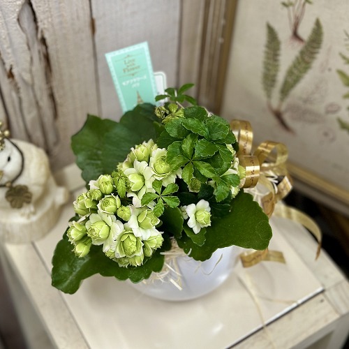 カランコエ モアフラワーズ パリ(変わり咲き)＋寄せ植え 5号陶器(受皿