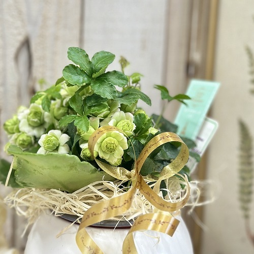 カランコエ モアフラワーズ パリ(変わり咲き)＋寄せ植え 5号陶器(受皿