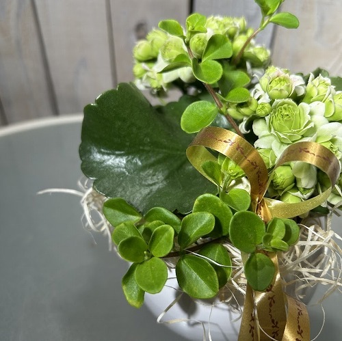 カランコエ モアフラワーズ パリ(変わり咲き)＋寄せ植え 5号陶器(受皿