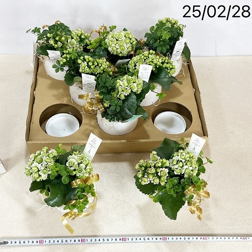 カランコエ モアフラワーズ パリ(変わり咲き)＋寄せ植え 5号陶器(受皿