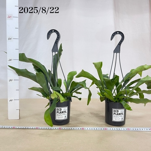 専用　同梱　ビカクシダ コウモリラン ネザーランド　吊り鉢 ビカクシダ（コウモリラン）：ネザーランズ 5号吊鉢 の通販