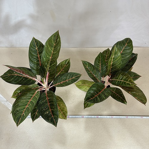 その他観葉植物 Aglaonema Diana variegated Aglaonema Diana variegated