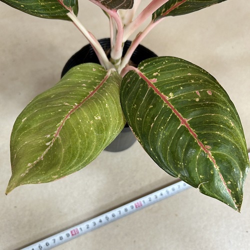 その他観葉植物 Aglaonema Diana variegated アグラオネマ ダイアナ 4.5号ポット(個体おまかせ1鉢)｜芳樹園