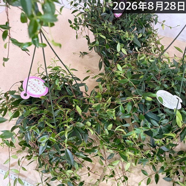 コドナンテ クラシフォリア 5号吊り鉢(個体おまかせ1鉢)｜芳樹園