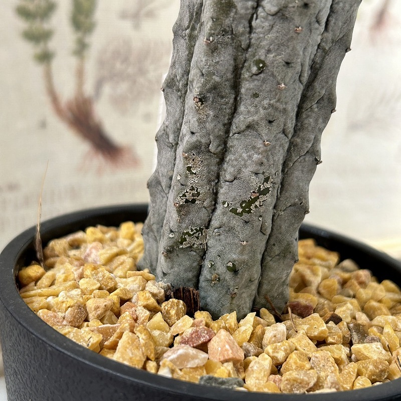 ユーフォルビア アブデルクリ 3.5号鉢(個体おまかせ1鉢)｜芳樹園