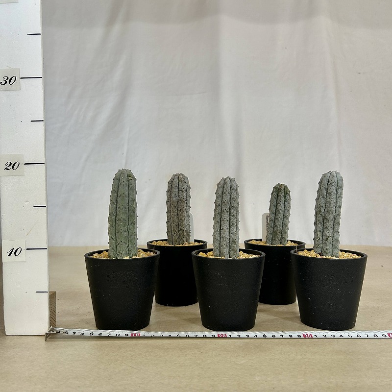 ユーフォルビア アブデルクリ 3.5号鉢(個体おまかせ1鉢)｜芳樹園