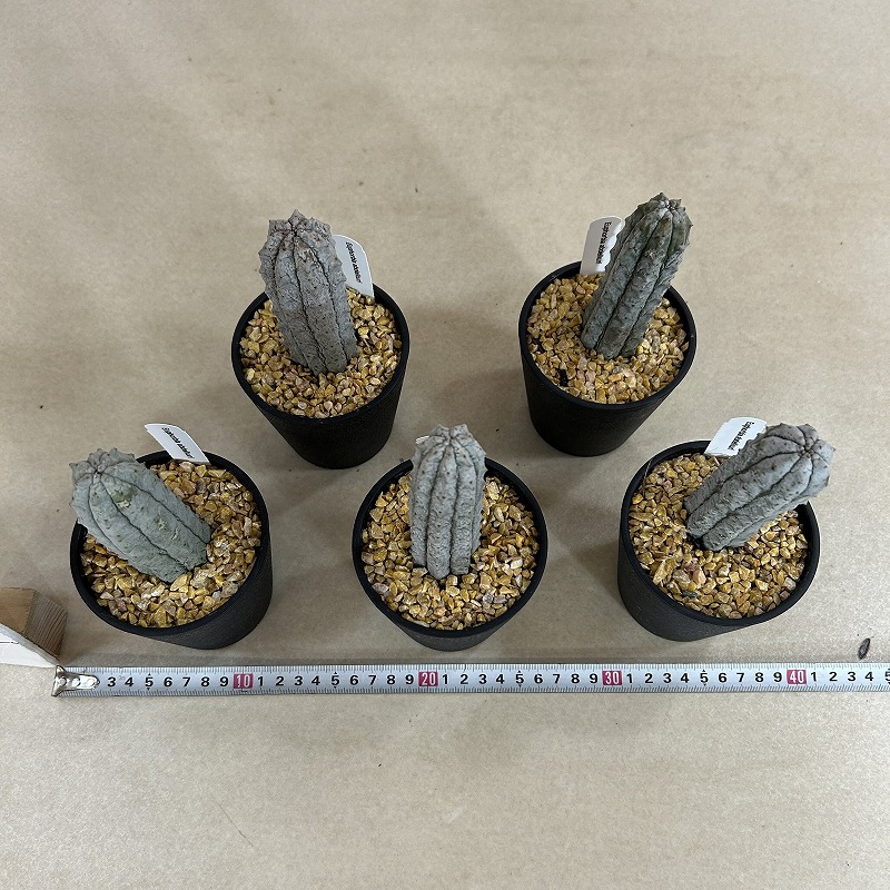 ユーフォルビア アブデルクリ 3.5号鉢(個体おまかせ1鉢)｜芳樹園