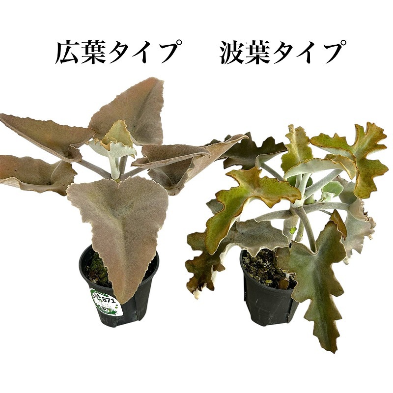 カランコエ ベハレンシス 波型タイプ 4号スリット鉢(個体おまかせ1鉢
