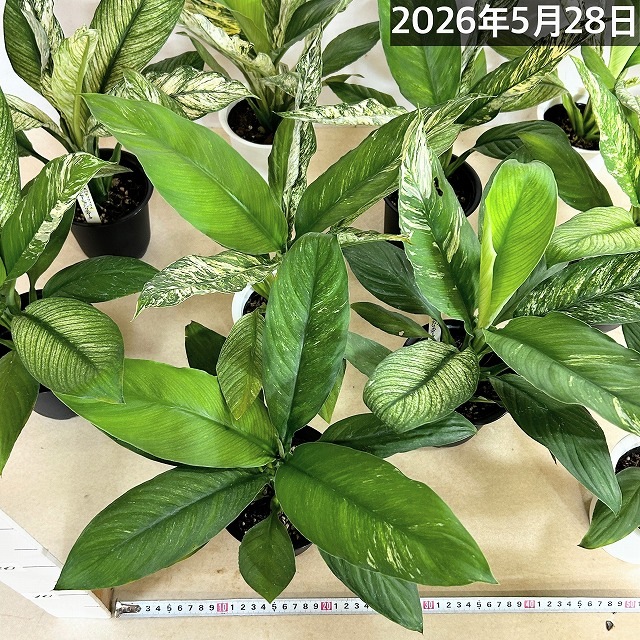 斑入りスパティフィラム センセーション バリエガータ 4号鉢(個体